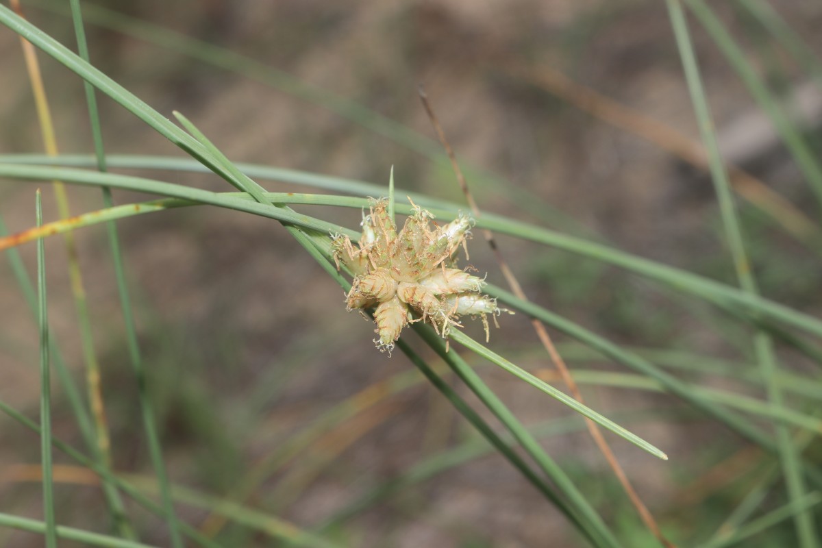 Cyperus arenarius Retz.